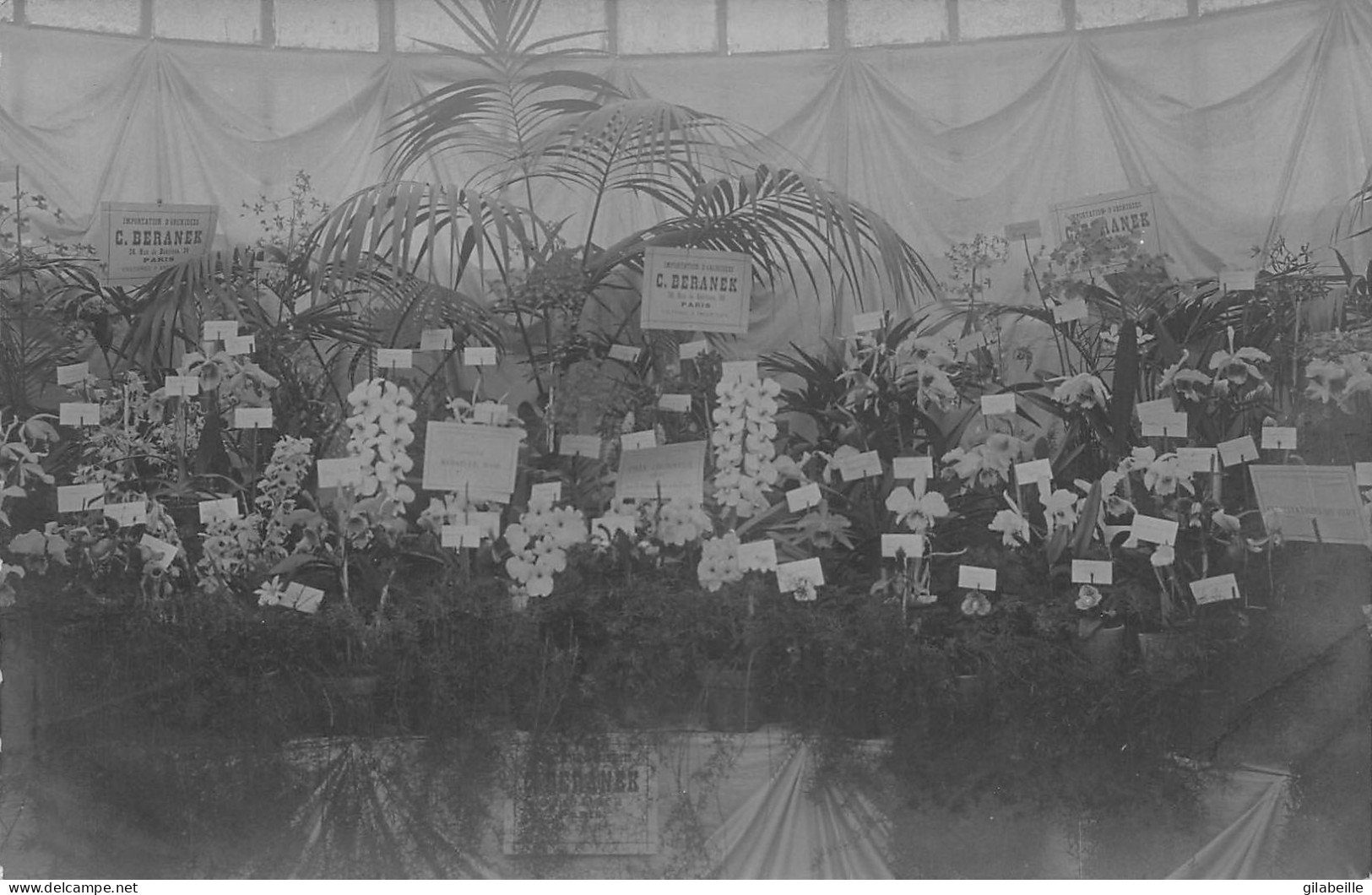 Carte Photo - Exposition Horticulture 1905 - Importation D'orchidées - C.Berenek 36 Rue De Babylone - Paris - Cultivation