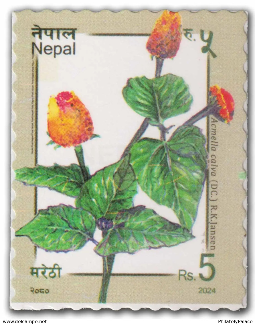NEPAL 2024 Flower,Flora,Indigenous Plants,Nature,Acmella Calva DC. R.K Jansen, MNH (**) - Nepal