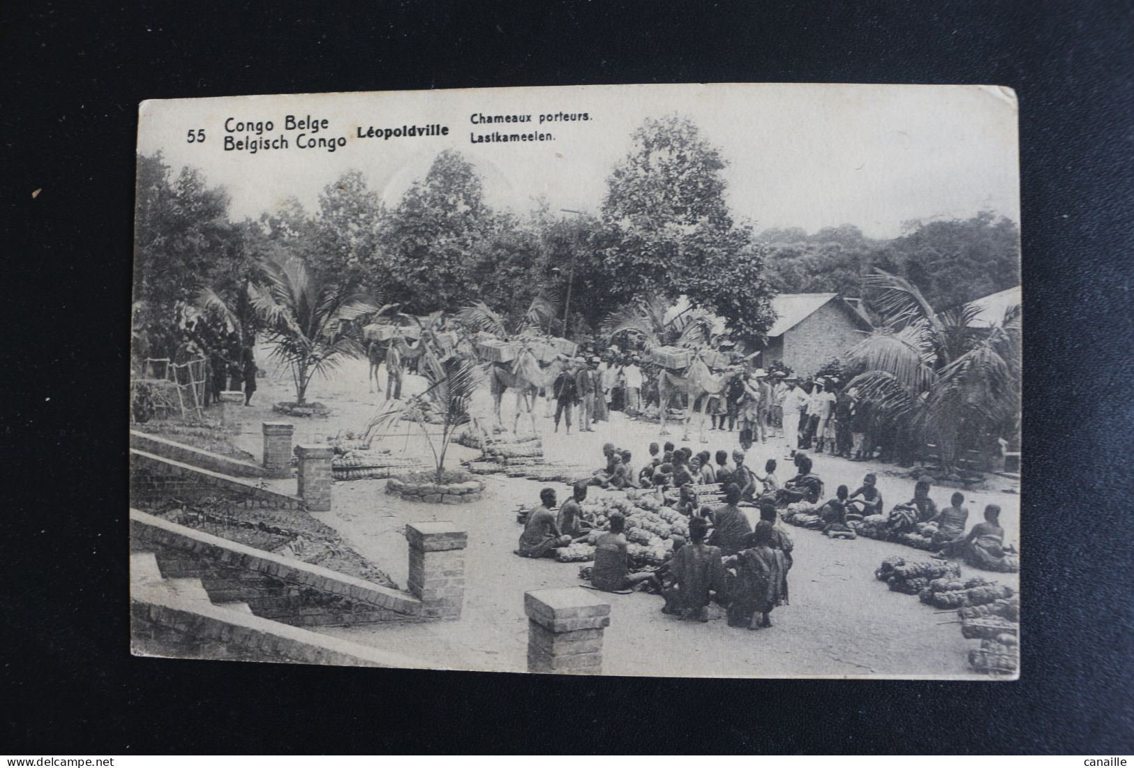 S-C 183 / Congo - Kinshasa (ex Zaire) - Congo Belge  -  Léopoldville Chameaux Porteurs  / 1914 - Kinshasa - Léopoldville