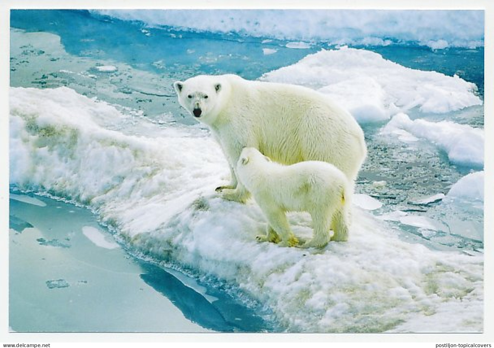 Postal Stationery China 2009 Polar Bear - Expéditions Arctiques