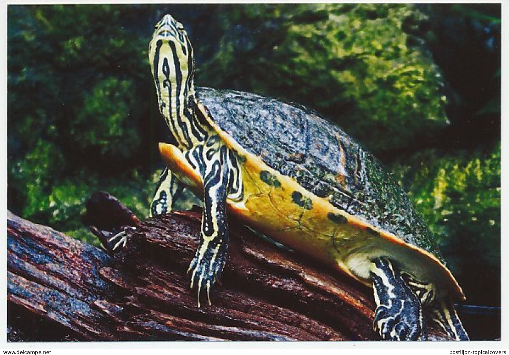 Postal Stationery China 2006 Turtle - Tortoise - Andere & Zonder Classificatie