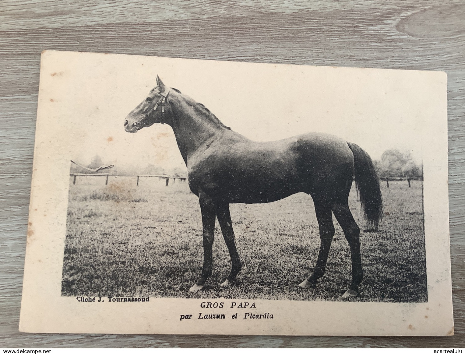 Cheval.gros Papa - Pferde