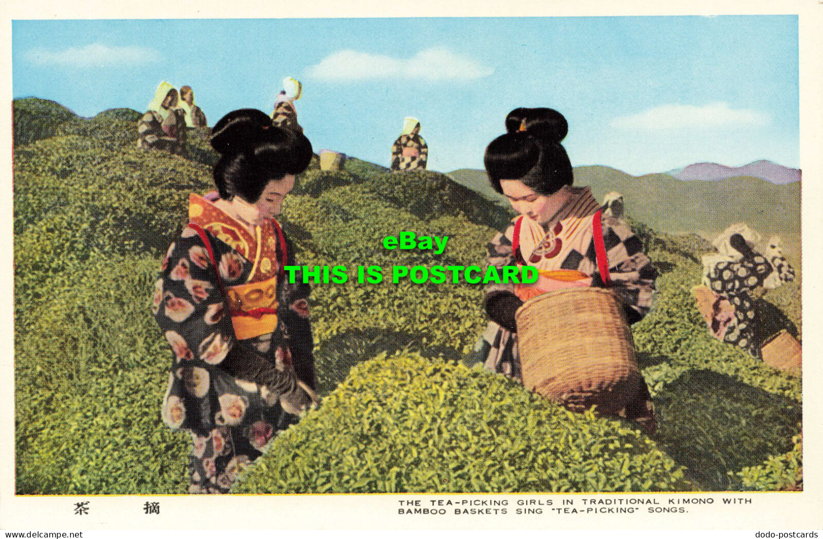 R608212 The Tea Picking Girls In Traditional Kimono With Bamboo Baskets Sing Tea - Mondo