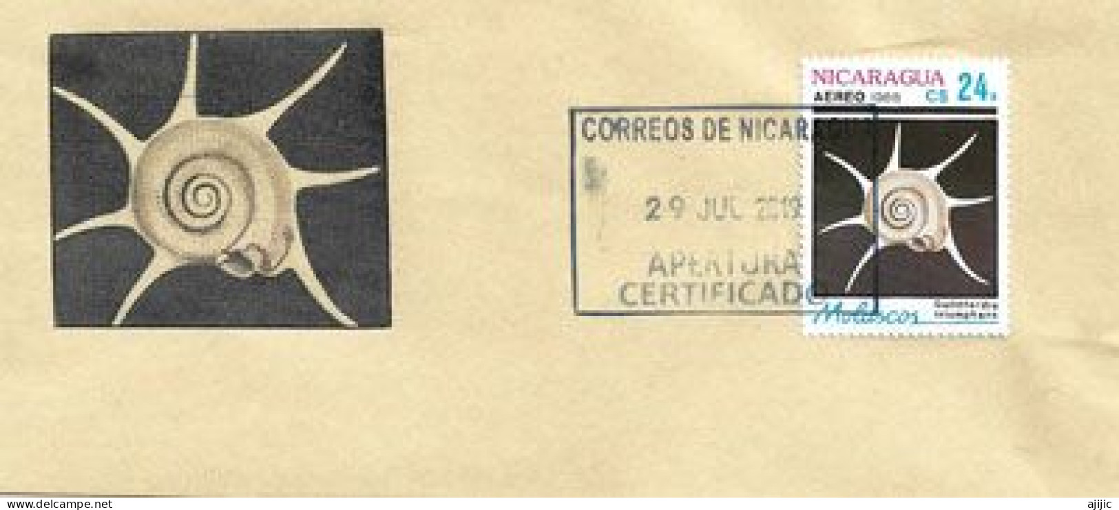 Le Turban étoile Triomphant,escargot De Mer Du Nicaragua, Sur Lettre Nicaragua - Coneshells