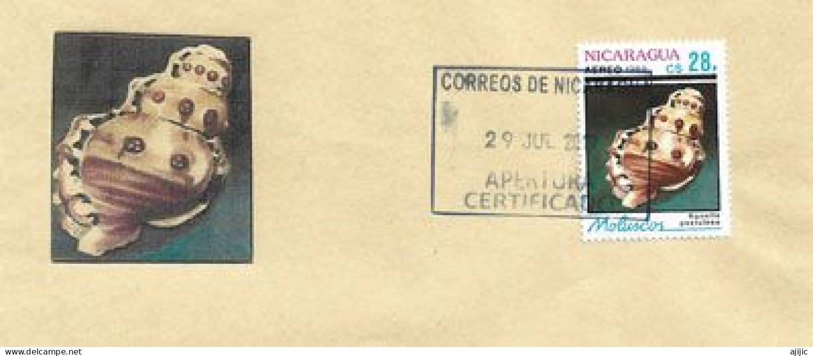 La Ranella Du Nicaragua, Sur Lettre Nicaragua - Conchiglie