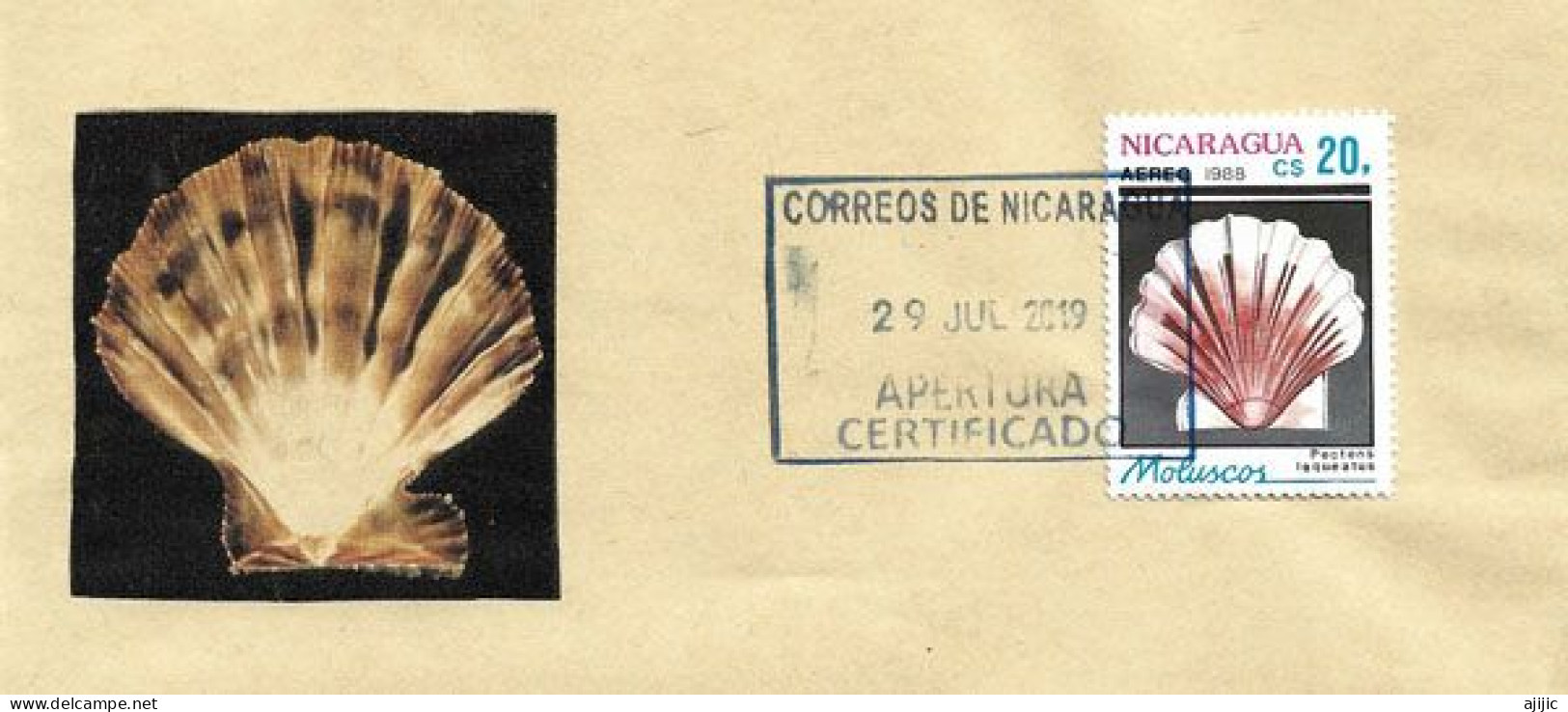 Le Pectens Laqueatus , Du Nicaragua, Sur Lettre Nicaragua - Conchiglie