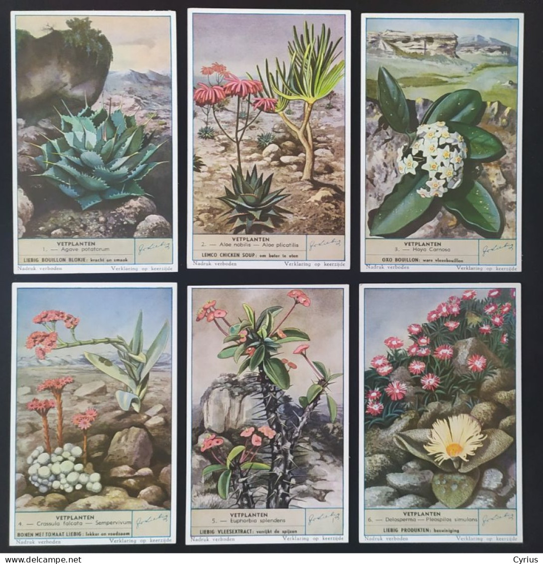 LIEBIG Série De 6 Plantes Grasses Succulent Cactus Vetplanten - En Allemand - Liebig