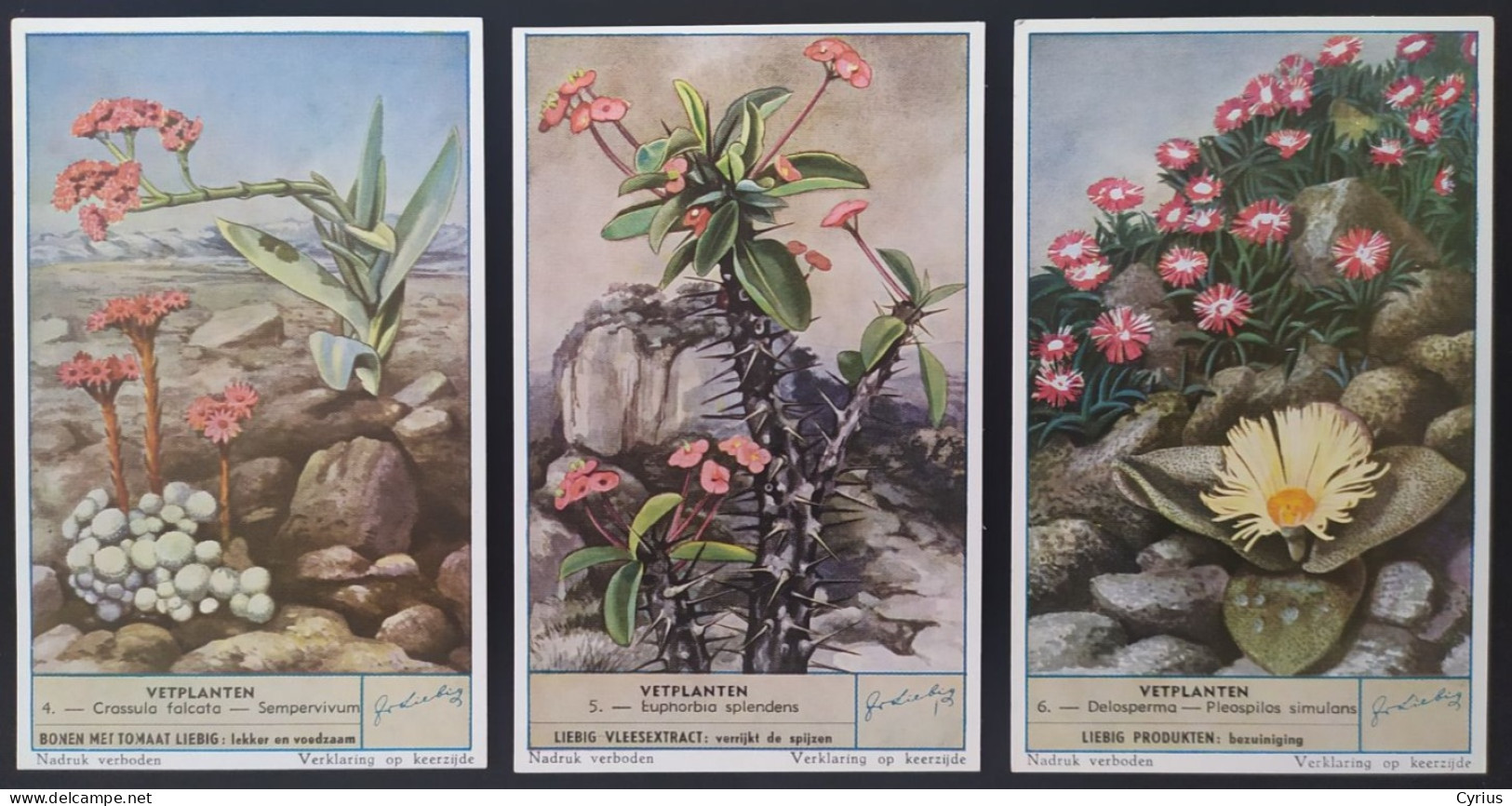 LIEBIG Série De 6 Plantes Grasses Succulent Cactus Vetplanten - En Allemand - Liebig