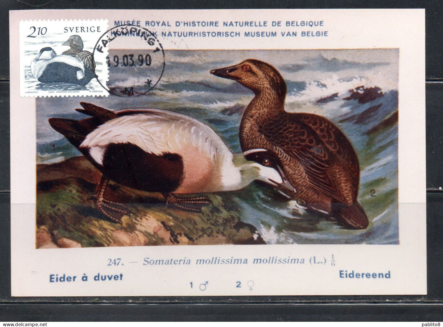 SWEDEN SVERIGE SVEZIA SUEDE 1986 NATURAL MUSEUM BIRD FAUNA WATERBIRDS EIDER 2.10k MAXI MAXIMUM CARD CARTE - Cartes-maximum (CM)