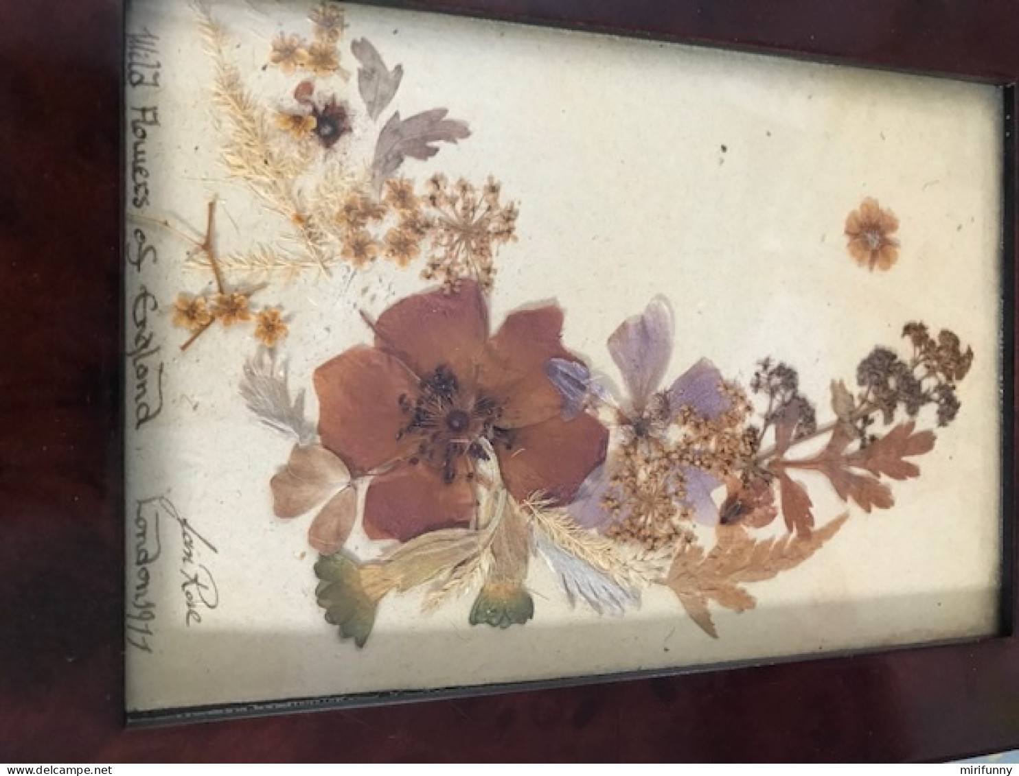 WILD FLOWERS OF ENGLAND/FLEURS SECHEES/LONDON 1911/SIGNE/ ENCADRE SOUS VERRE - Sonstige & Ohne Zuordnung
