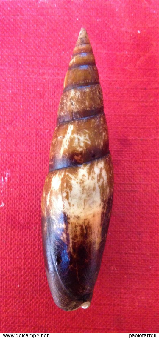 Episcomitra Zonata (Marryat, 1818)- 62x 16,5mm-Velez, Malaga ( Spain). 2019. - Seashells & Snail-shells