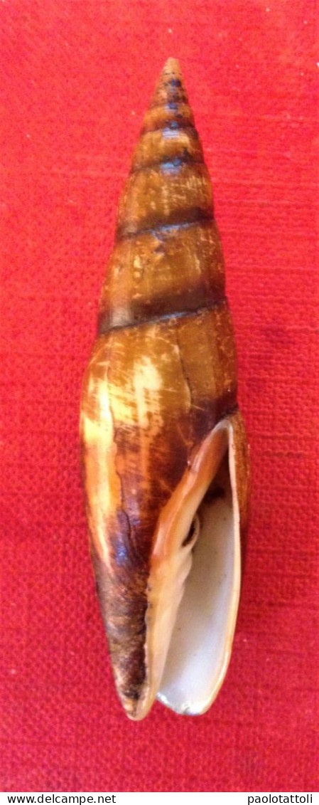 Episcomitra Zonata (Marryat, 1818)- 62x 16,5mm-Velez, Malaga ( Spain). 2019. - Seashells & Snail-shells