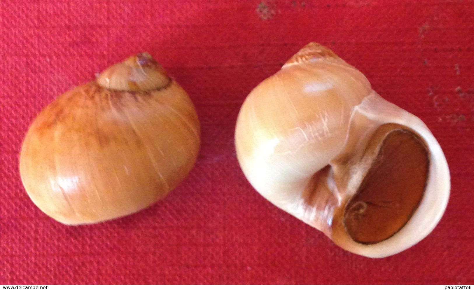 Euspira Fusca ( Blainville, 1826)- 29,5x 28mm & 28x 26mm. Malaga ( Spain). - Seashells & Snail-shells