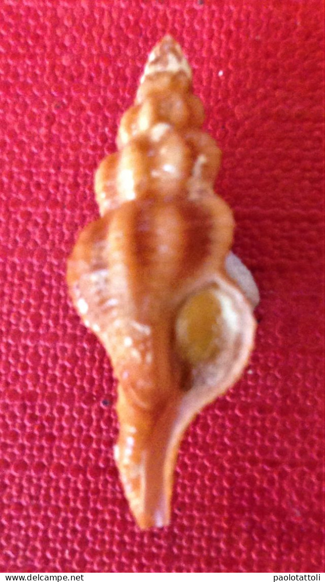 Fusinus Roistratus Form Dalpiazi ( Coen, 1918)- 27,4x 9,8mm. Chioggia, Italy. Lagoon. Alive Taken - Seashells & Snail-shells
