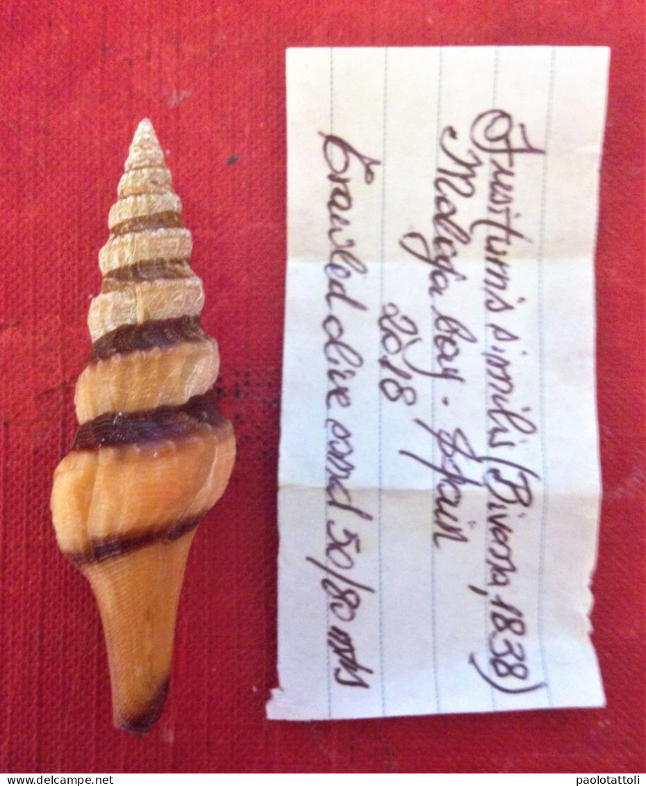 Fusiturris Similis ( Bivona, 1838)- 58x 19mm. Malaga Bay, Spain.2018. Trawled Alive On Sand Between 58 To 80 Mtrs Depth. - Seashells & Snail-shells