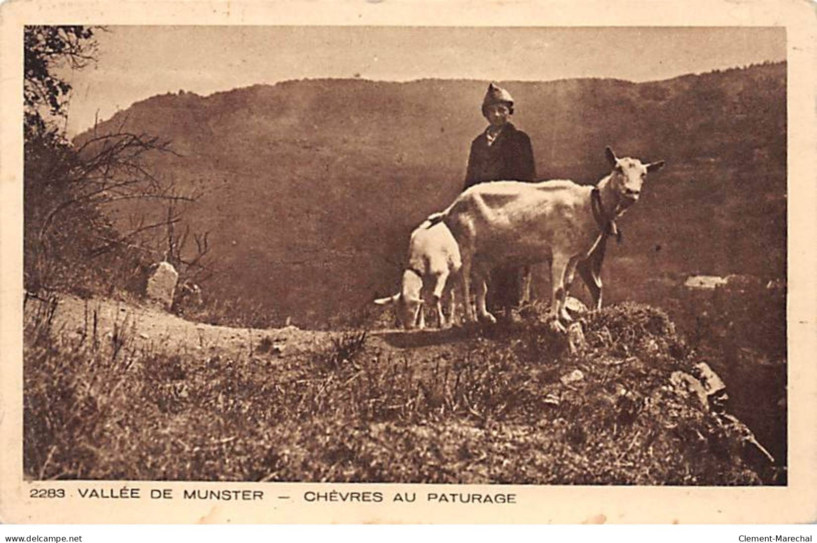 Vallée De MUNSTER - Chèvres Au Pâturage - Très Bon état - Munster