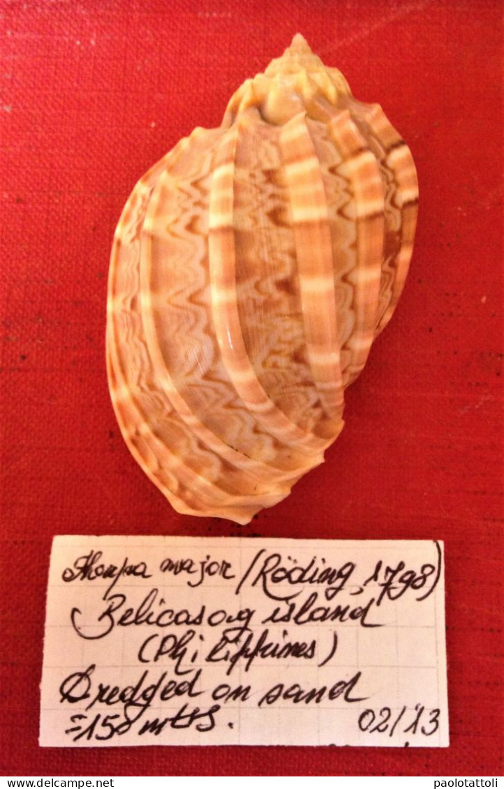 Harpa Major ( Roding, 1798)- Balicasong Island( Philippines). 60.5x 39,2mm. Trawled Alive On Sandy Ground At About 150mt - Seashells & Snail-shells