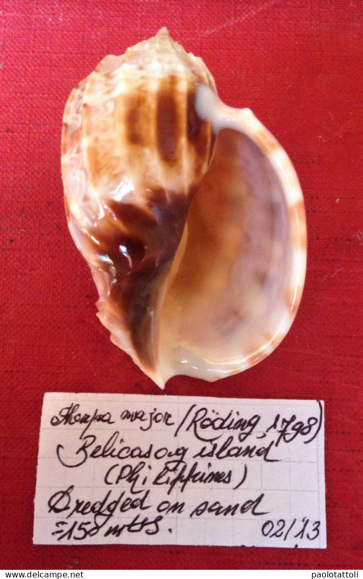 Harpa Major ( Roding, 1798)- Balicasong Island( Philippines). 60.5x 39,2mm. Trawled Alive On Sandy Ground At About 150mt - Muscheln & Schnecken