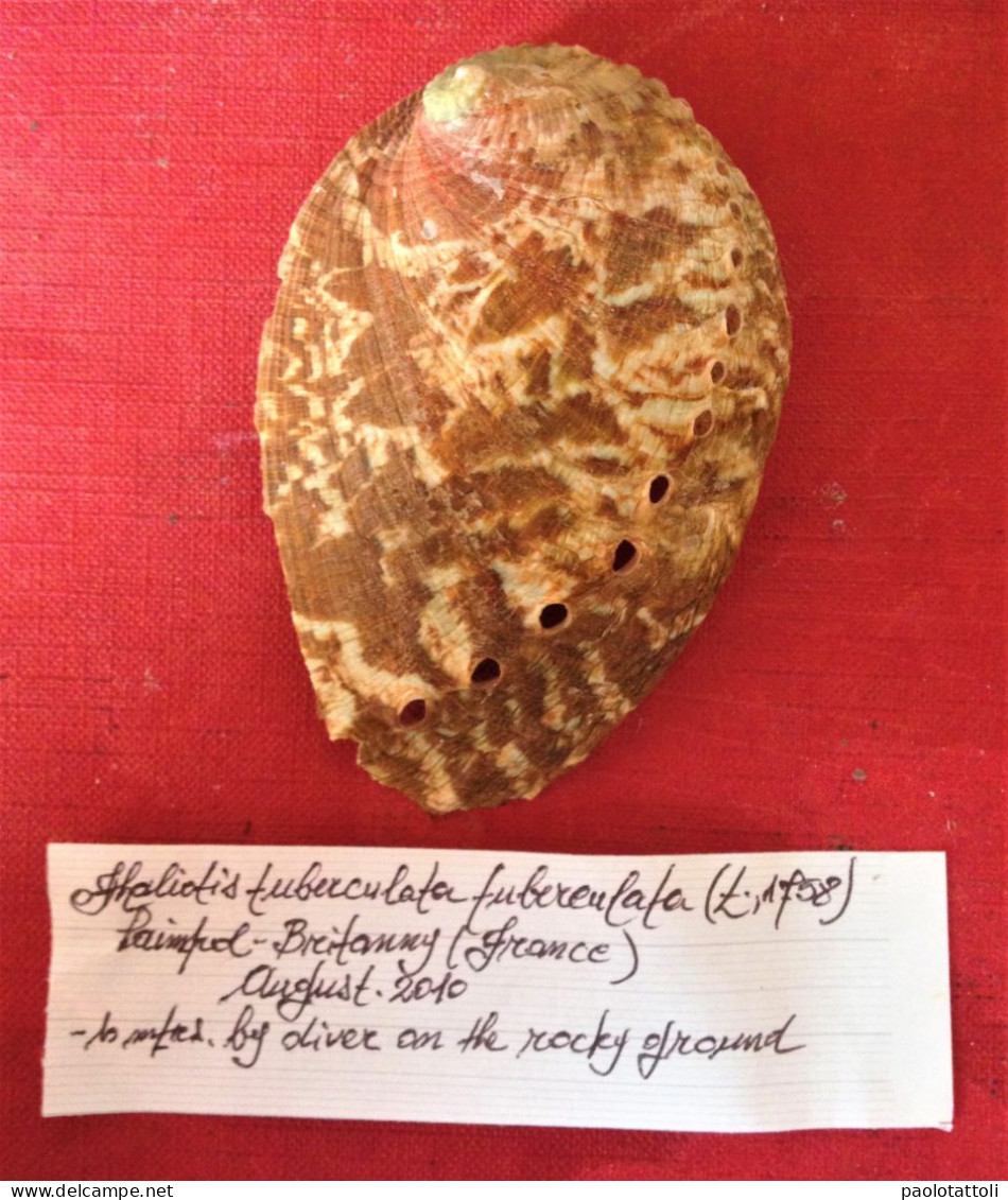 Haliotis Tuberculata Tuberculata ( Linnè, 1758)- Paimpol, Bretagne ( France). 83x 57,9mm. Collected Alive - Conchas Y Caracoles