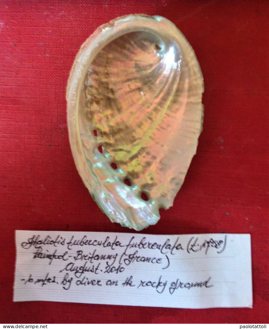 Haliotis Tuberculata Tuberculata ( Linnè, 1758)- Paimpol, Bretagne ( France). 83x 57,9mm. Collected Alive - Coquillages