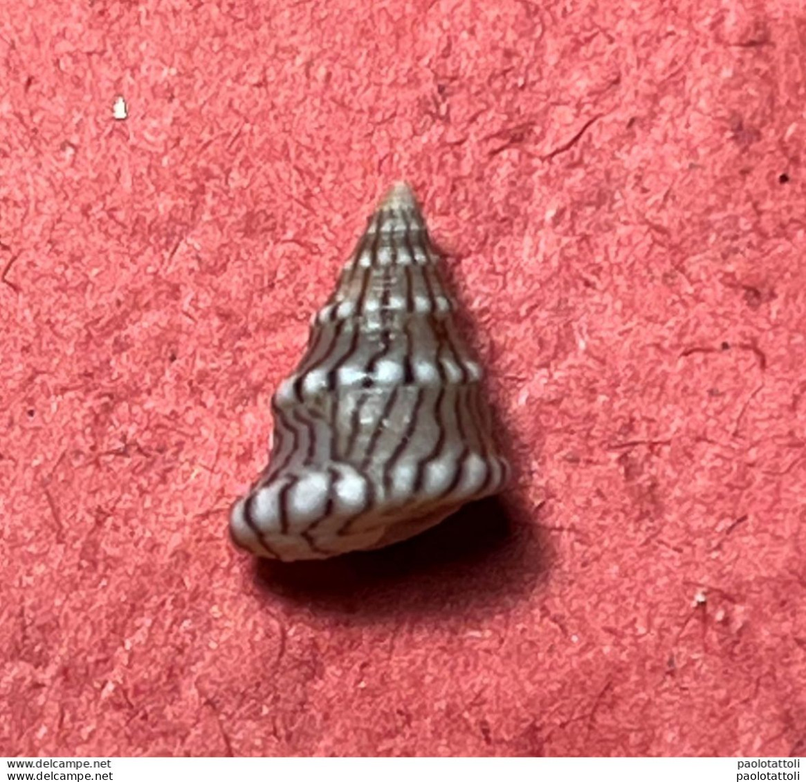 Jujubinus Unidentatus ( Philippi , 1844)- Kerkennah, Tunisie  . Among Shell Grit Collected At -1mtr Betwedn Posidonia - Seashells & Snail-shells