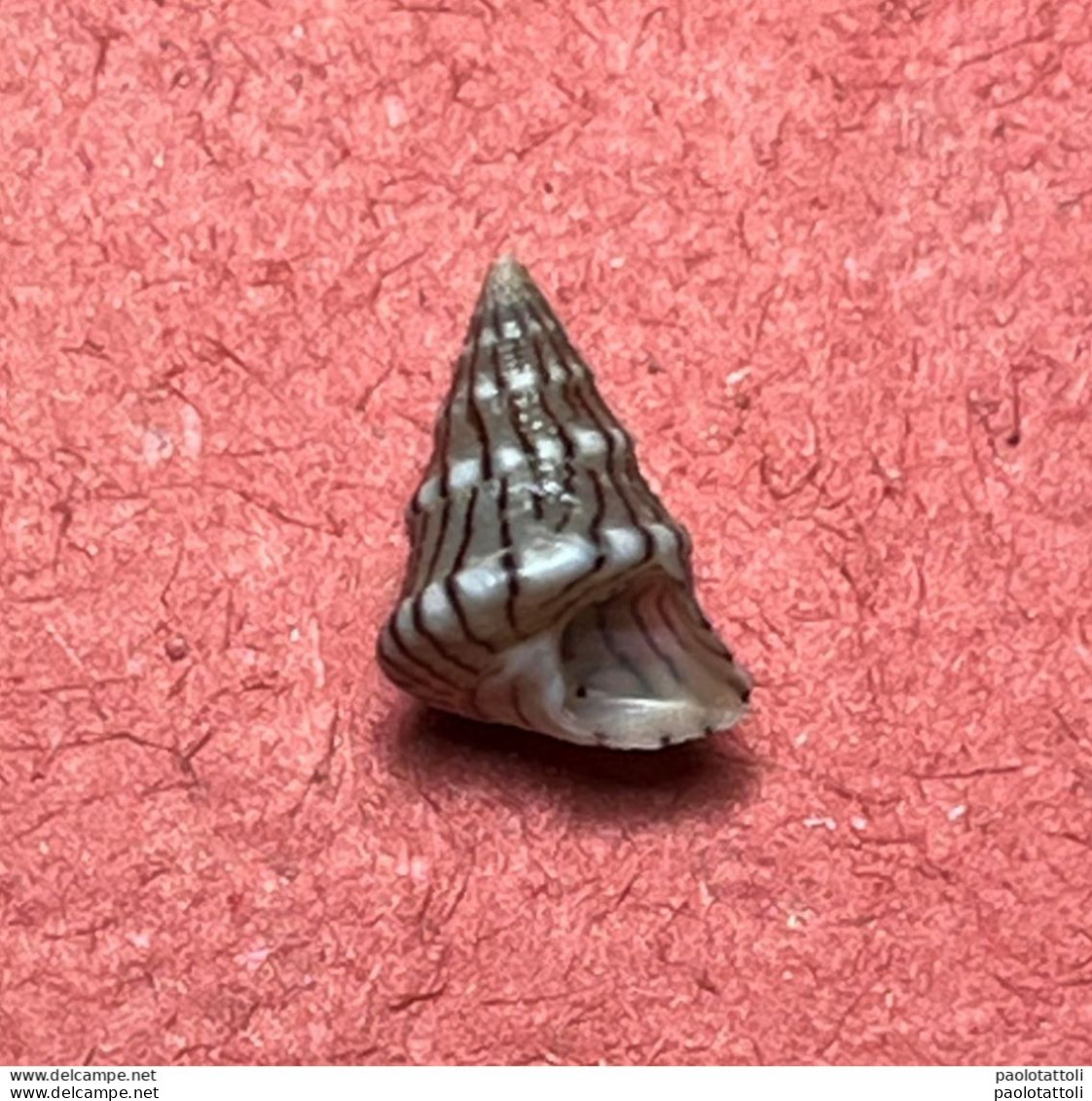 Jujubinus Unidentatus ( Philippi , 1844)- Kerkennah, Tunisie  . Among Shell Grit Collected At -1mtr Betwedn Posidonia - Seashells & Snail-shells