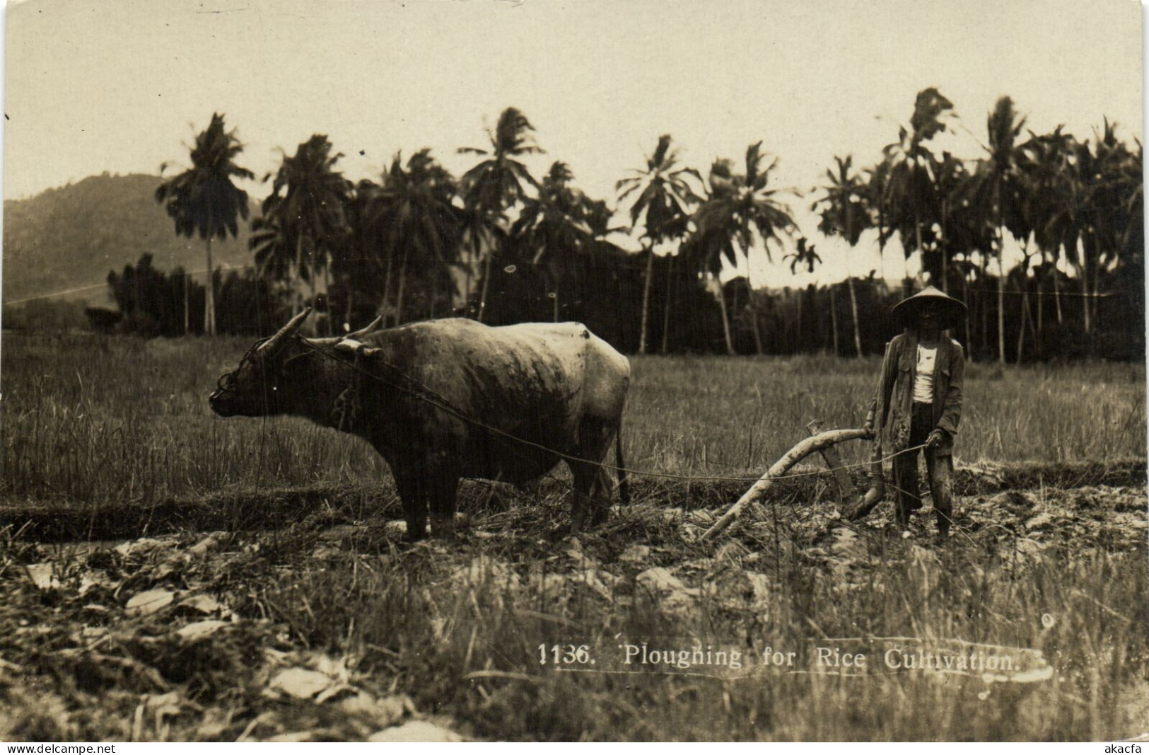 PC MALAYSIA PLOUGHING FOR RICE CULTIVATION, VINTAGE PHOTO POSTCARD (b53676) - Malesia