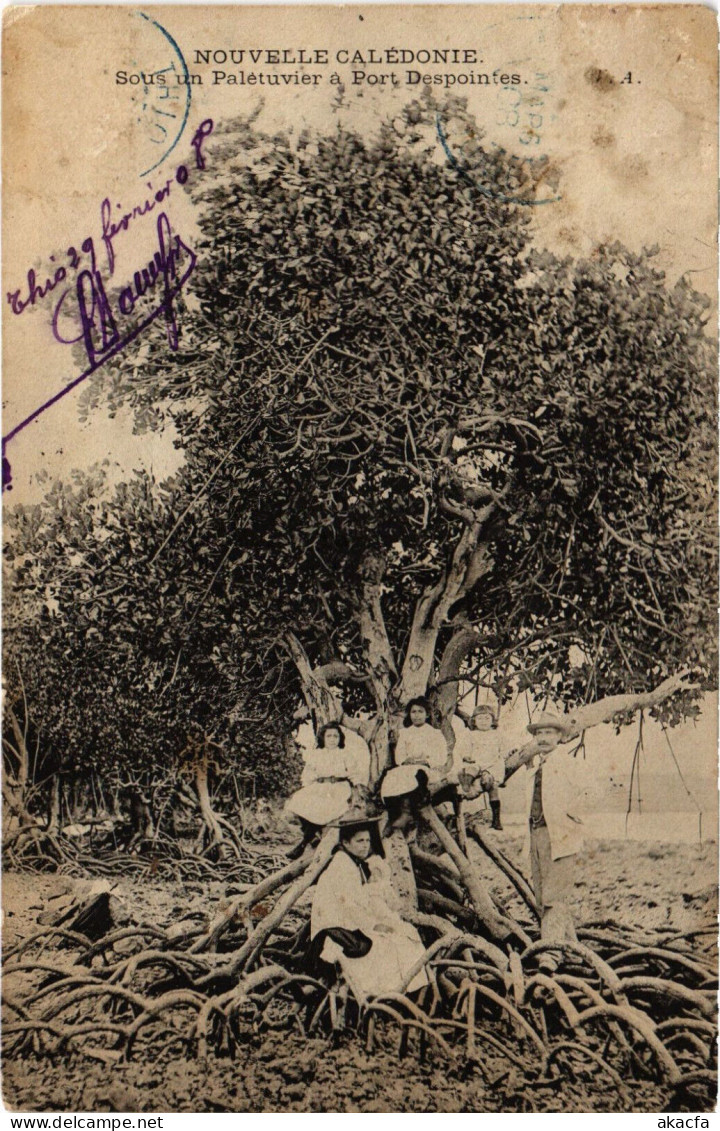 PC NEW CALEDONIA, SOUS UN PALÉTUVIER, Vintage Postcard (b53506) - Nouvelle Calédonie