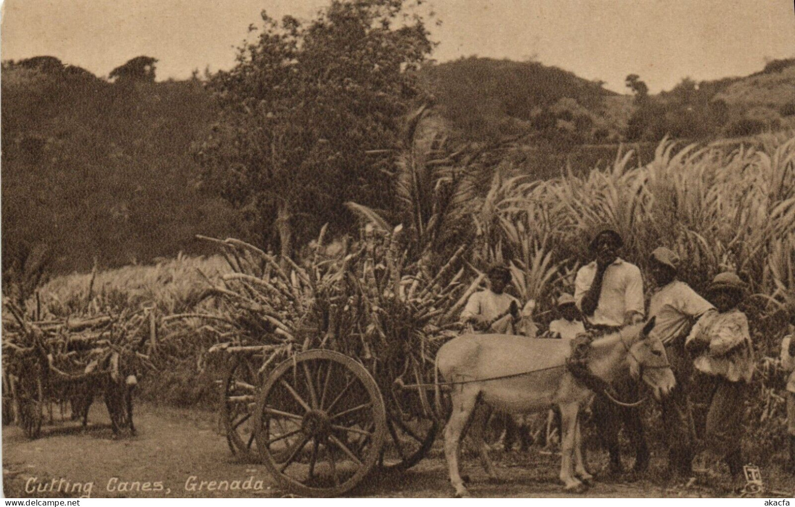 PC GRENADA CARIBBEAN CUTTING CRANES, VINTAGE POSTCARD (b53450) - Grenada