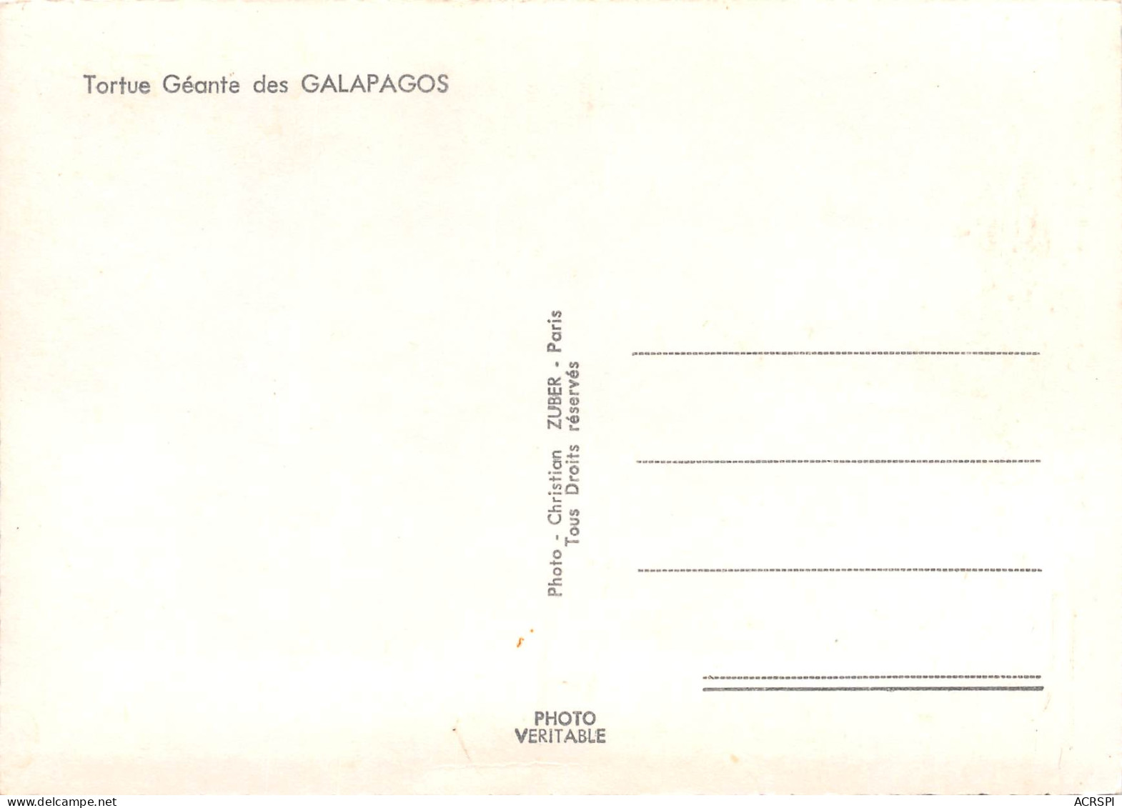 GALAPAGOS EQUATEUR Equator Tortue Géante Sultaca Photo Christian ZUBER      31 (scan Recto Verso)MH2995 - Equateur