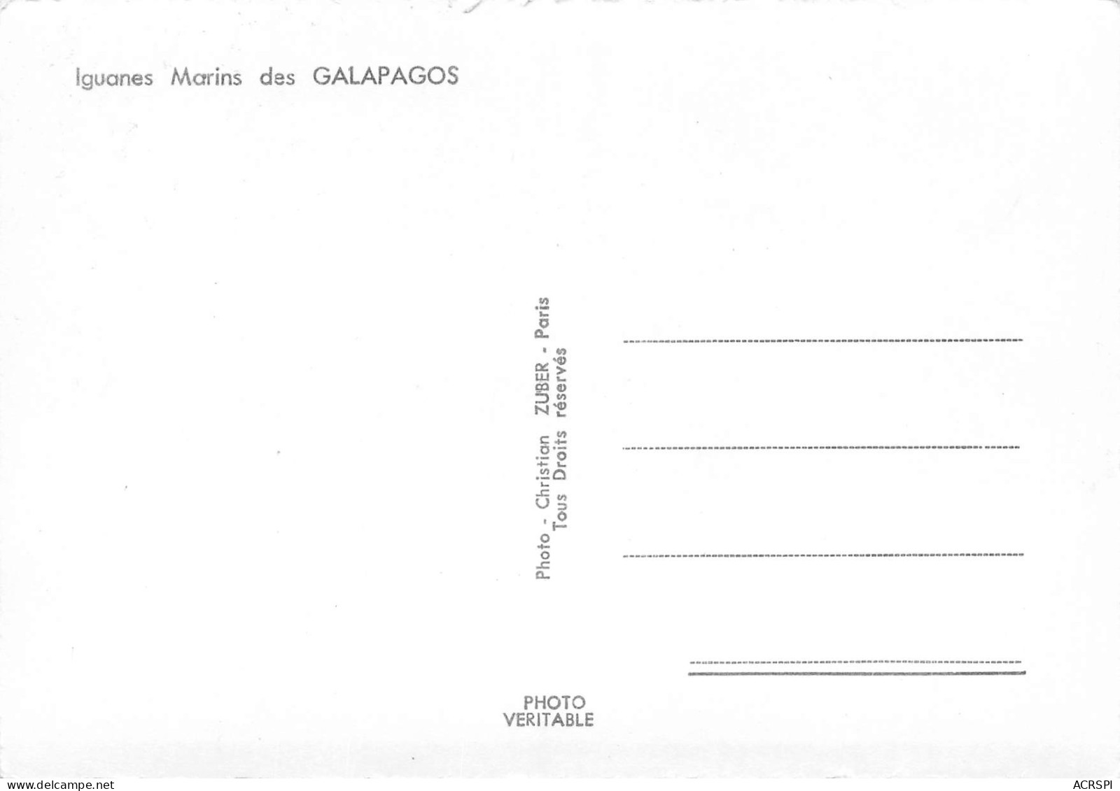 GALAPAGOS EQUATEUR Equator Iguanes Marins  Photo Christian ZUBER      32 (scan Recto Verso)MH2995 - Equateur