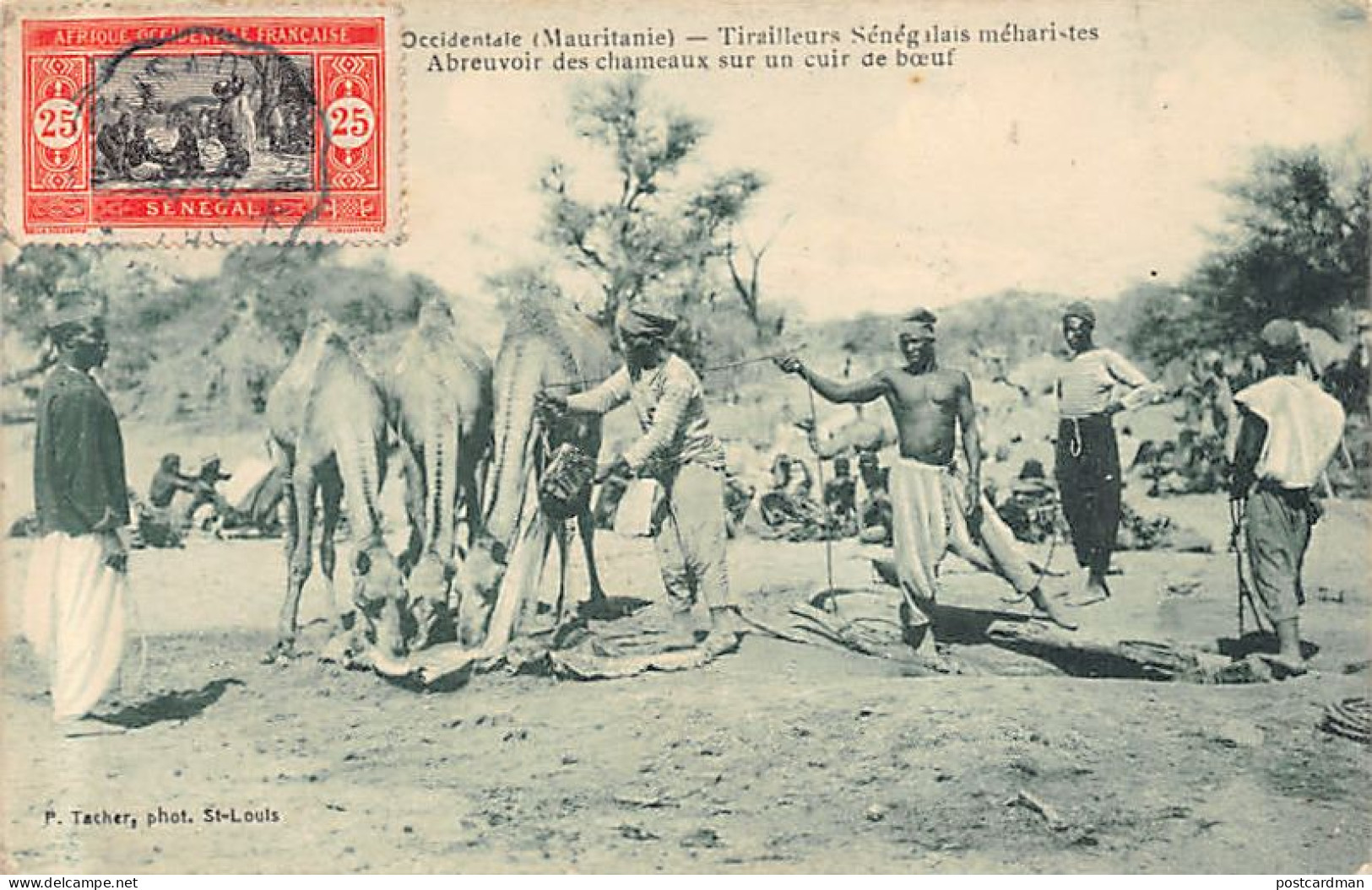 MAURITANIE - Tirailleurs Sénégalais Méharistes - Abreuvoir Des Chameaux Sur Un Cuir De Bœuf - Ed. P. Tacher  - Mauritanië