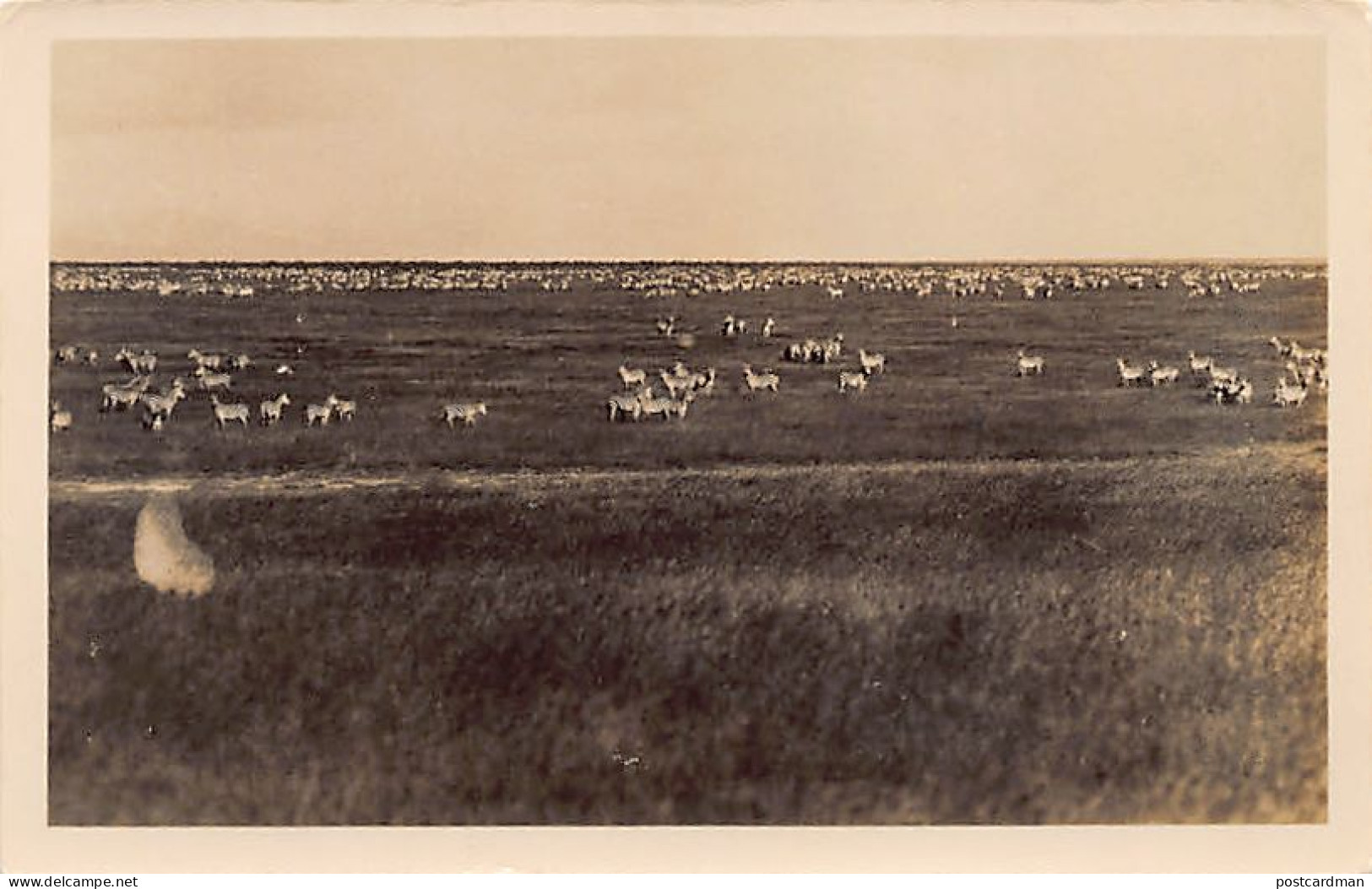 Kenya - Herd Of Zebras - REAL PHOTO - Publ. Martin Johnson  - Kenia