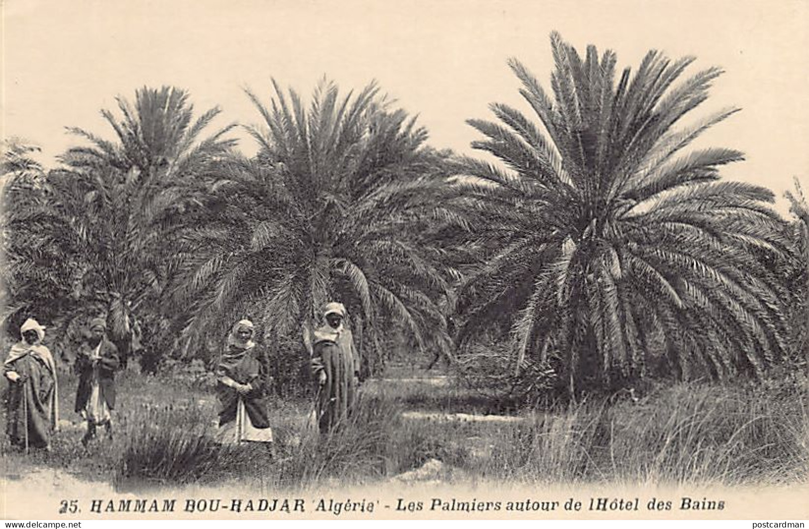 Algérie - HAMMAM BOU ADJAR - Les Palmiers Autour De L'Hôtel Des Bains - Ed. Boumendil 25 - Sonstige & Ohne Zuordnung