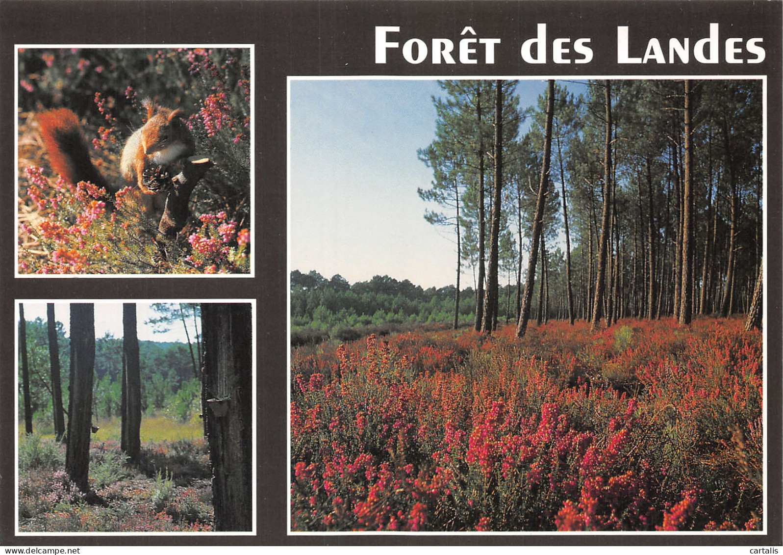 40-FORET DES LANDES-N°C4112-A/0339 - Sonstige & Ohne Zuordnung