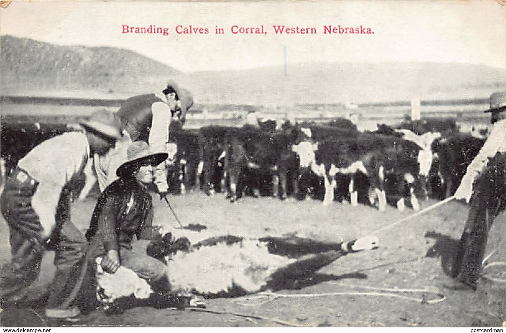ALLIANCE (NE) Western Nebraska - Branding Calves In Corral - Publ. Miller Bros. 10 - Autres & Non Classés
