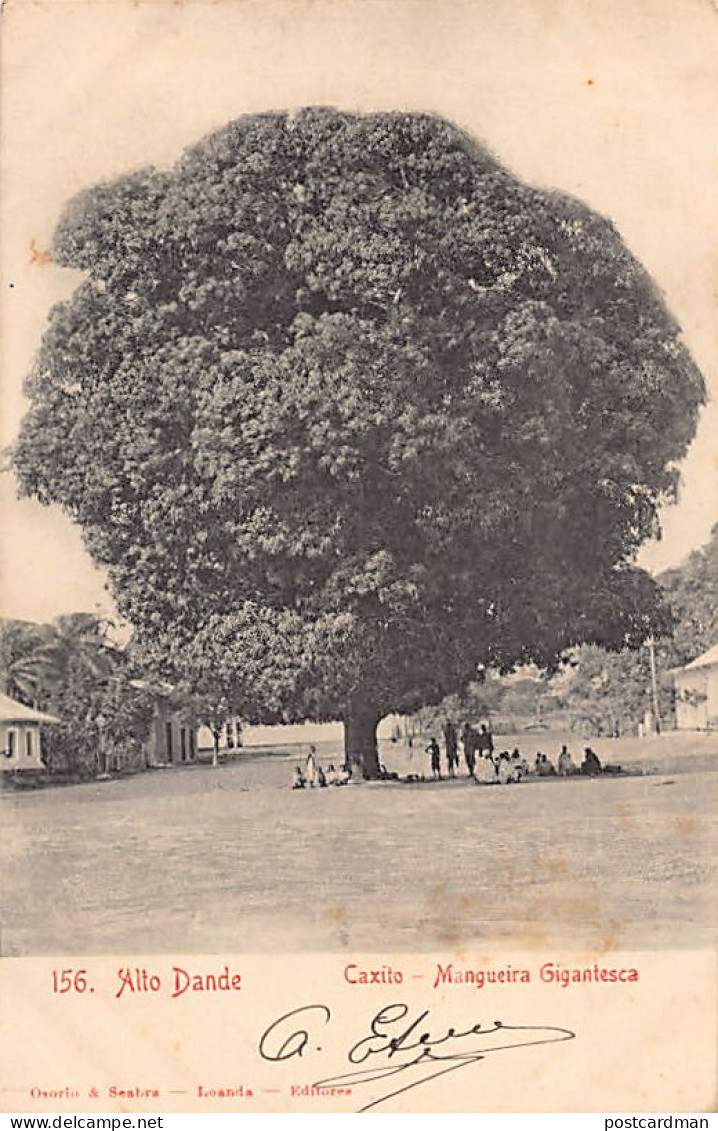 Angola - CAXITO - Giant Mango Tree - Publ. Osorio & Scabra  - Angola
