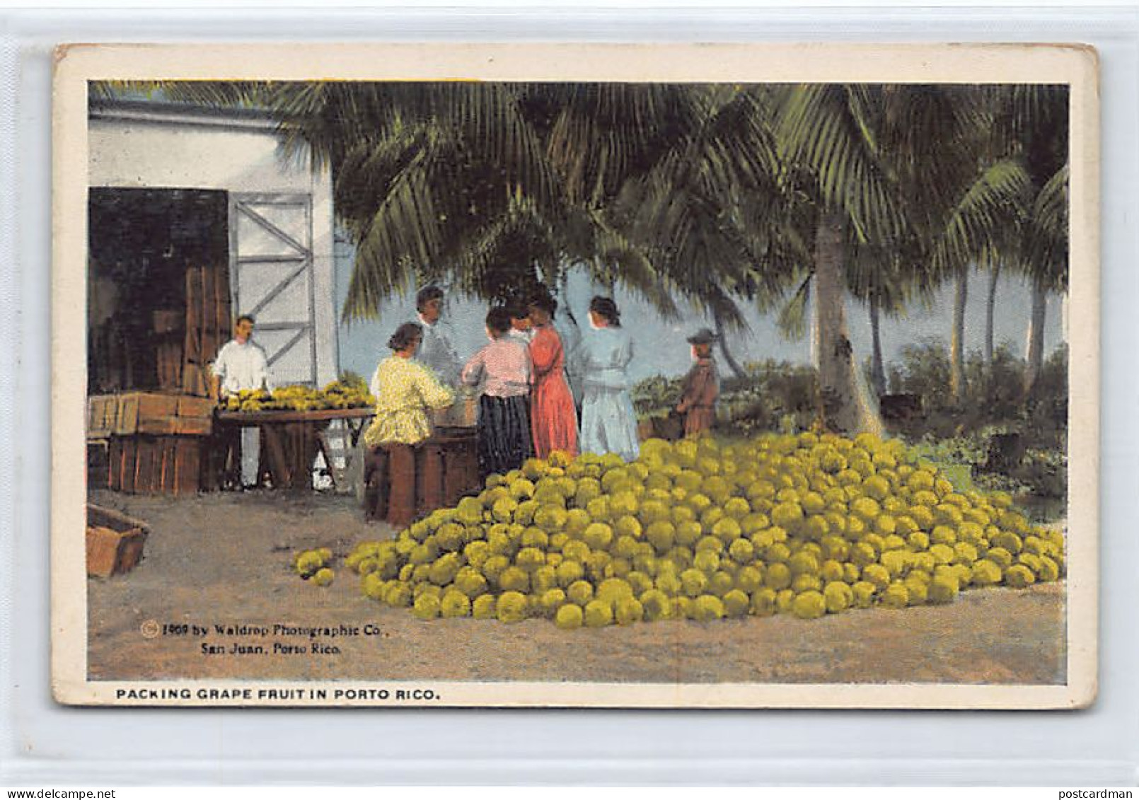 Puerto Rico - Paking Grape Fruit - Publ. Waldrop - Puerto Rico