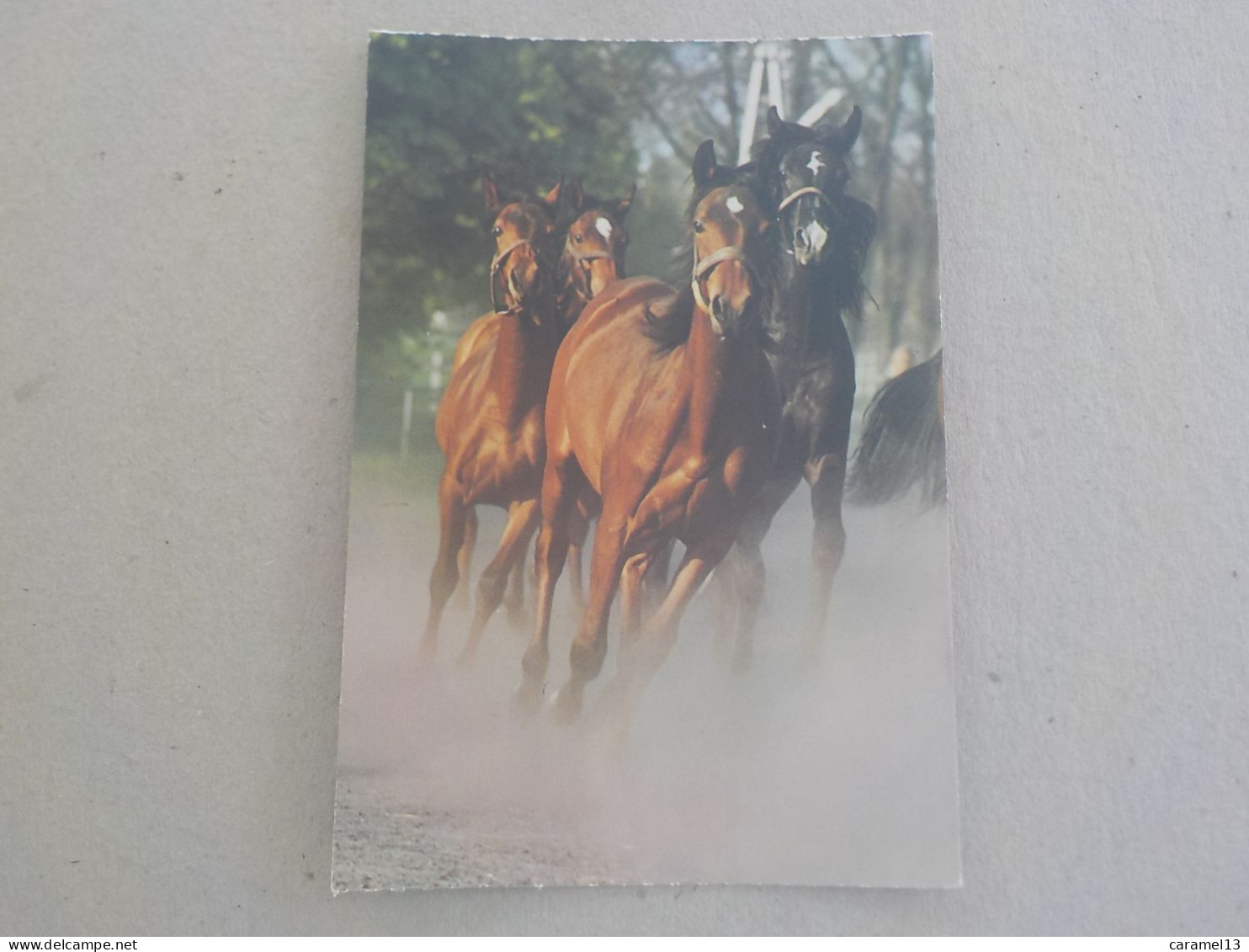 CPSM -  AU PLUS RAPIDE - CHEVAL - HORSE  PFERD -  CHEVAUX ARABES - NON VOYAGEE - - Horses