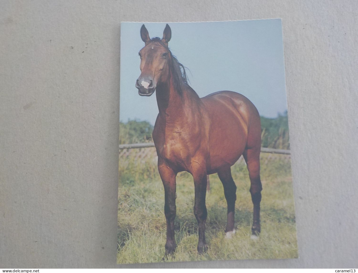CPSM -  AU PLUS RAPIDE - CHEVAL - HORSE  PFERDE -  JUMENT DE HOLSTEIN   - NON VOYAGEE - - Horses