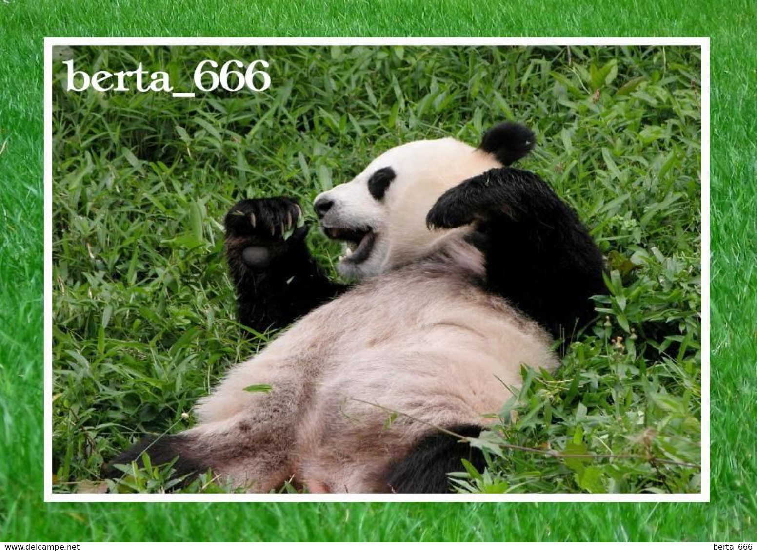 Animals * Giant Panda Bear - Beren