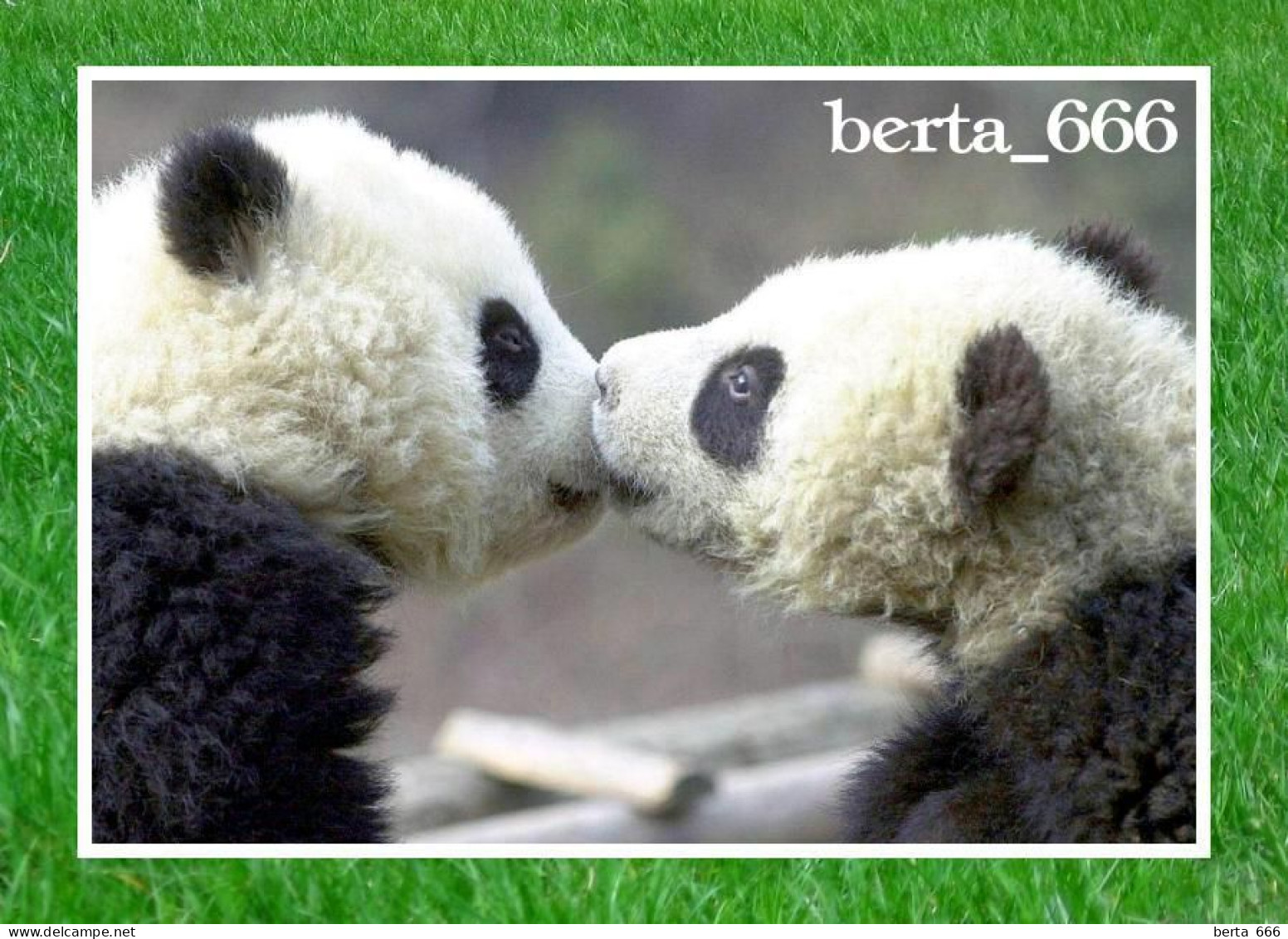 Animals * Giant Panda Bears - Beren