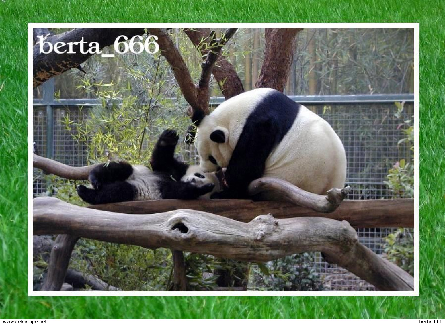 Animals * Giant Panda Bears - Bären