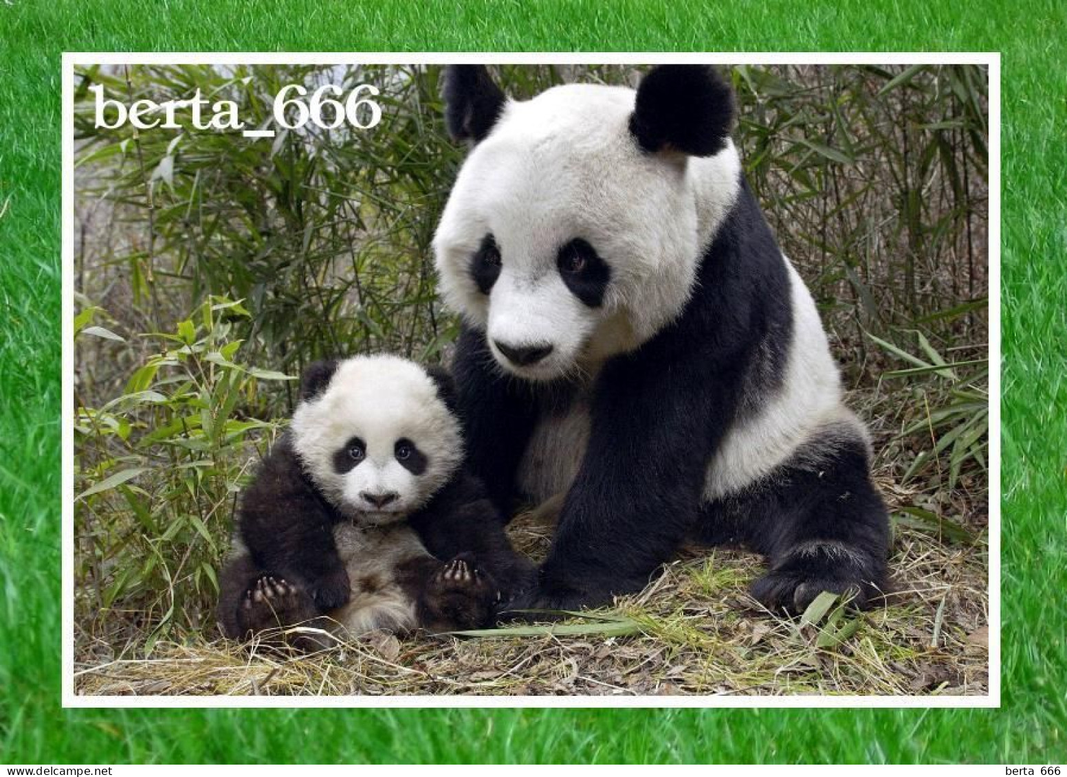 Animals * Giant Panda Bears - Bears