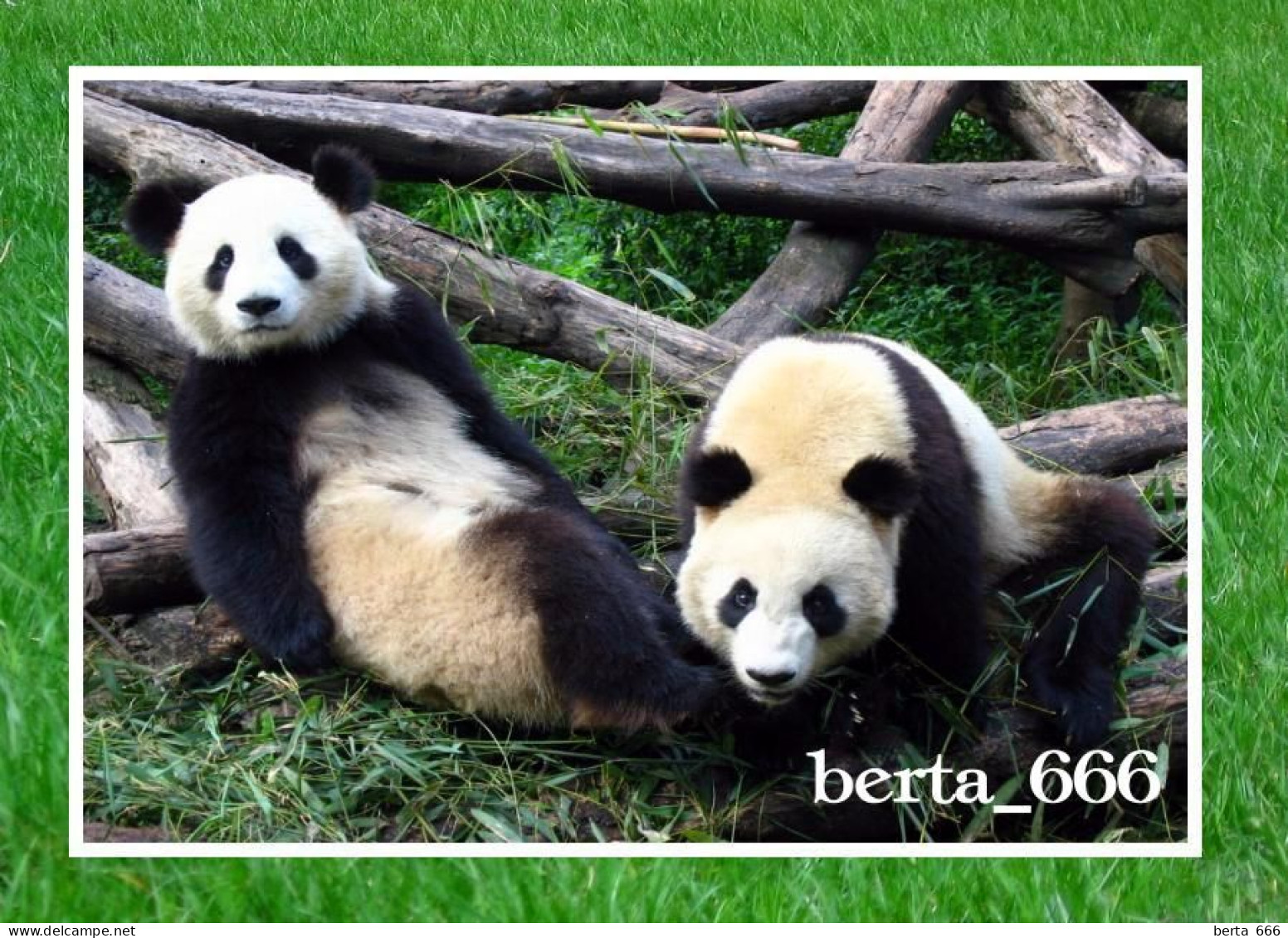 Animals * Giant Panda Bears - Bears