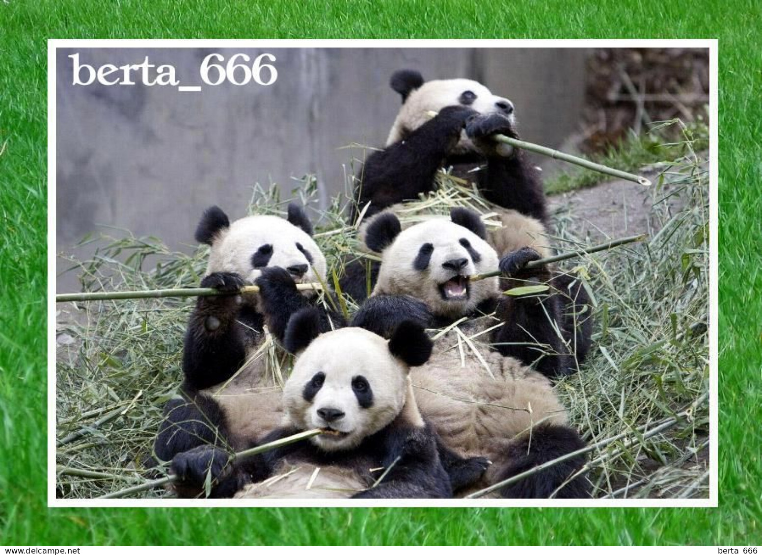 Animals * Giant Panda Bears - Ours