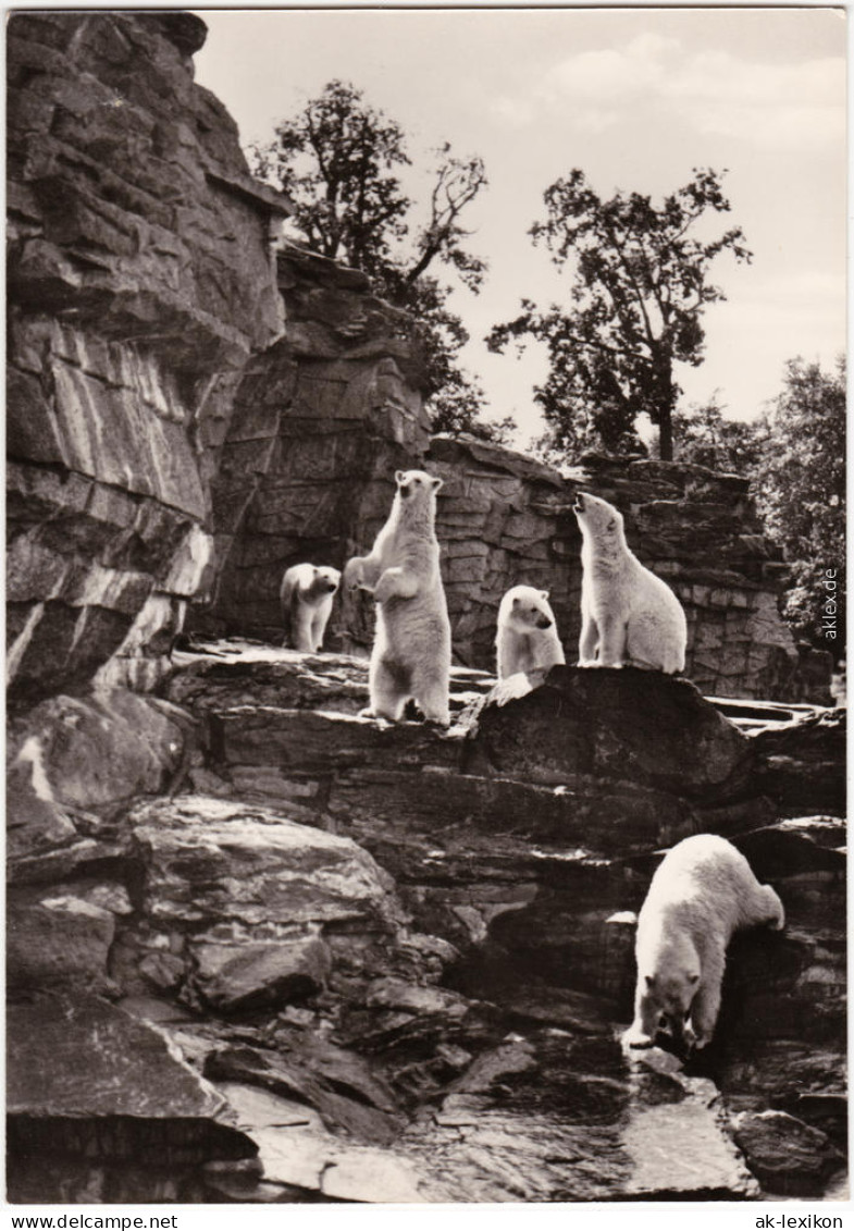 Foto Ansichtskarte Mitte Berlin Eisbärenfreianlage Im Tierpark 1967 - Mitte