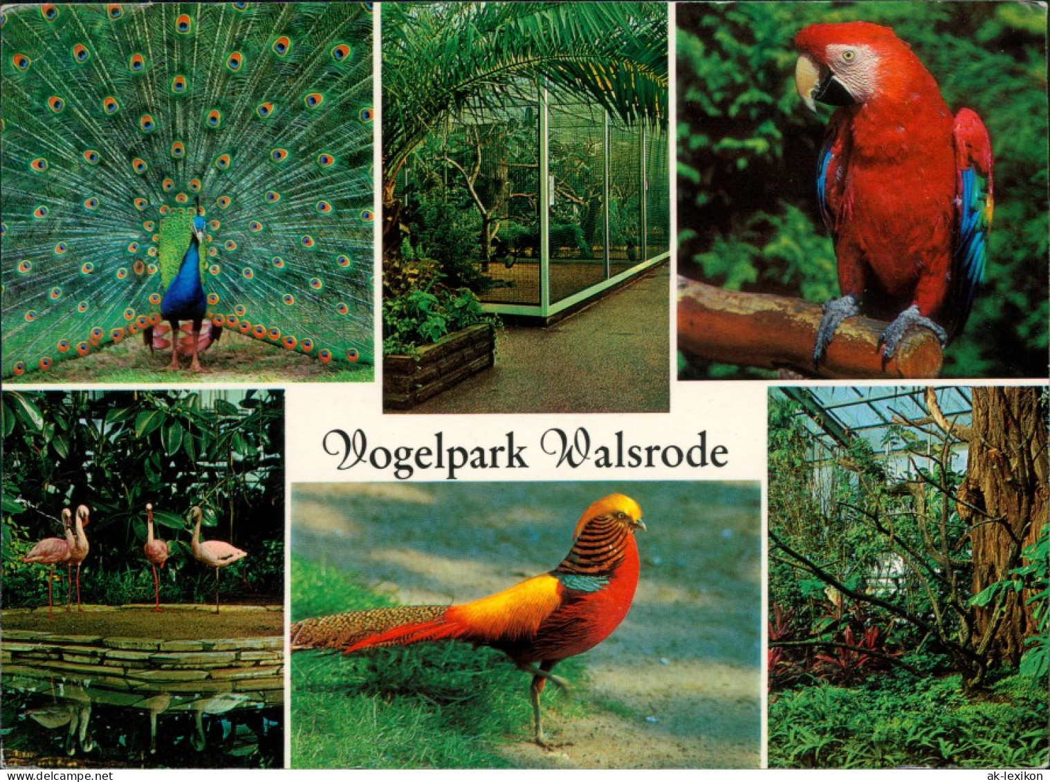 Ansichtskarte Walsrode Vogelpark, Strauß, Papagei, Flamingo 1987 - Walsrode
