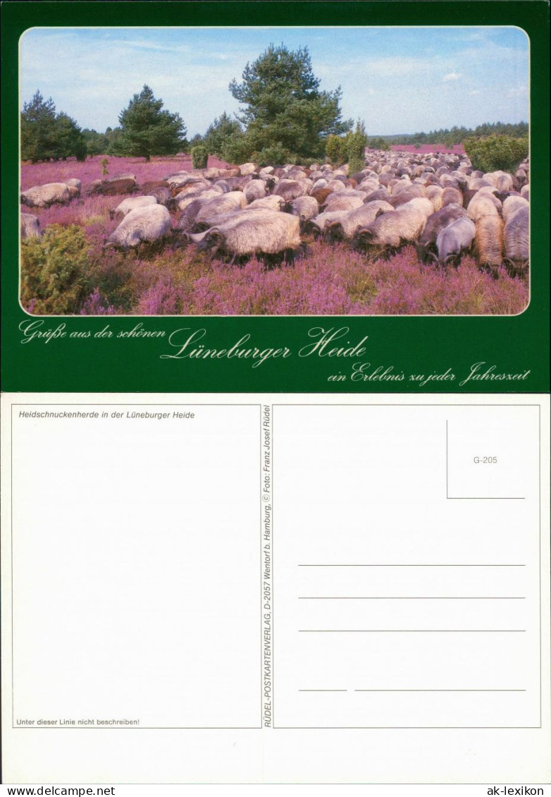 Ansichtskarte .Niedersachsen Heidschnuckenherde In Der Lüneburger Heide 1990 - Lüneburger Heide