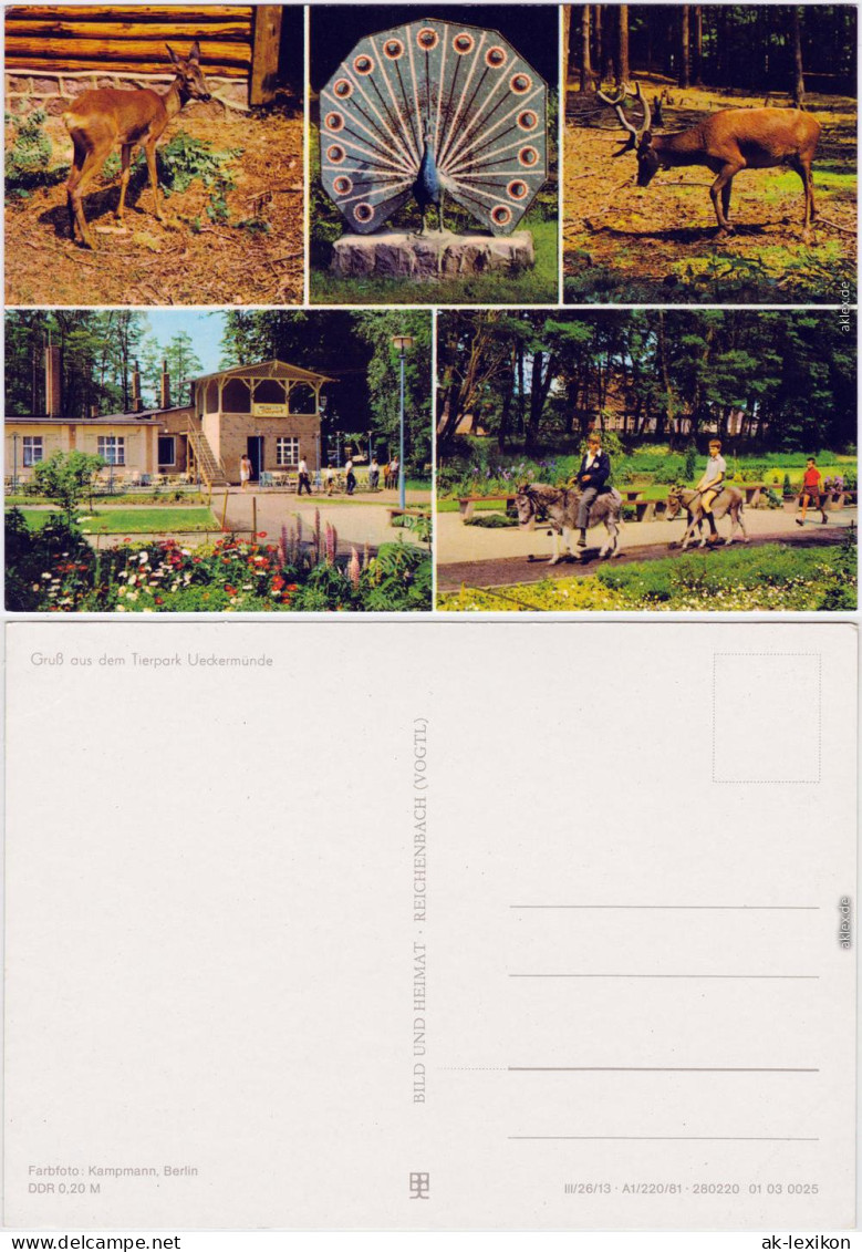 Ueckermünde Tierpark Ueckermünde Ansichtskarte 1981 - Ückermünde